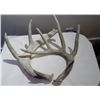Image 1 : Naturally Shed Antlers Pair