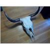 Image 1 : Bull Skull / Cow Skull