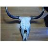 Image 2 : Bull Skull / Cow Skull