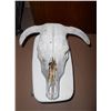 Image 1 : Bull Skull / Cow Skull