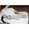 Image 2 : Bull Skull / Cow Skull