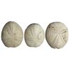 Image 1 : Lot of 3 palm-sized sea urchin fossils, approx. 20-30 million years old.