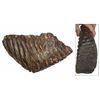 Image 1 : Woolly mammoth tooth from the North Sea (approx. 10,000 to 100,000 years old).