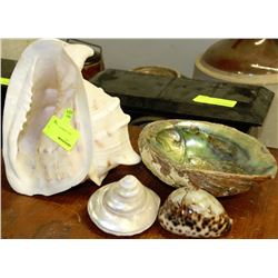 ASSORTMENT OF SEA SHELLS