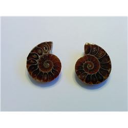MATCHED SET OF AMOLITE FOSSILS