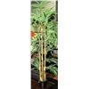 Image 1 : ARTIFICIAL BAMBOO TREE