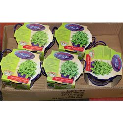 BOX OF 5 BUCKETS OF HERBS (SWEET BASIL)