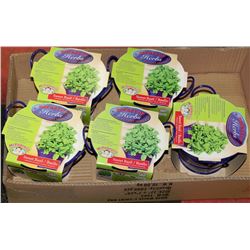 BOX OF 5 BUCKETS OF HERBS (SWEET BASIL)