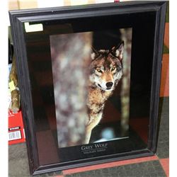 GREYWOLF FRAMED PICTURE 25"X32"