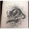 Image 3 : Henry Clay - "Same Old Coon" Lithograph