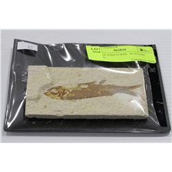 GENUINE FISH FOSSIL  IN STONE MATRIX
