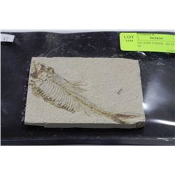 GENUINE FISH FOSSIL  IN STONE MATRIX