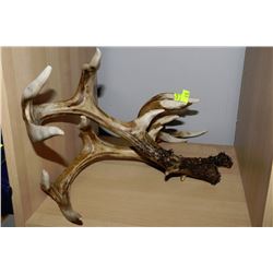 SET OF HANGING ANTLERS