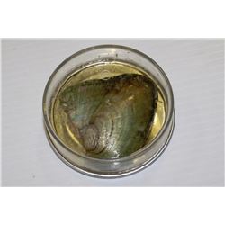 CAN OF PEARL OYSTER AND NATURAL FRESHWATER PEARL