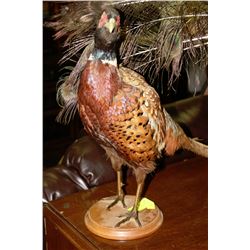STUFFED AND MOUNTED PHEASANT