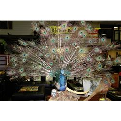 PEACOCK WITH FULL TAIL FEATHERS