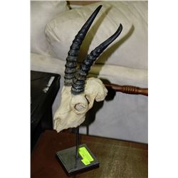 REPLICA MOUNTED GAZELLE HORNS AND SKULL