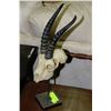 Image 1 : REPLICA MOUNTED GAZELLE HORNS AND SKULL