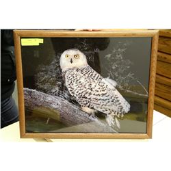 FRAMED OWL PICTURE