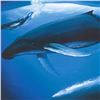 Image 2 : A Sea of Life by Wyland