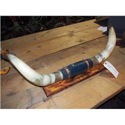 Longhorn Rack Dated 1916 32" Wide