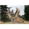 Image 2 : 5-Day Red Stag Hunt for Two (2) Hunters in Kaikoura, New Zealand