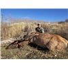 Image 3 : 5-Day Fully Guided Elk Hunt with X-treme Outfitting in Northern Utah