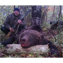 2 Russian Brown Bear for 2 hunters in the Northern Kirov Area