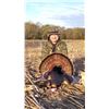 Image 2 : 2-Day Fully Guided Eastern Wild Turkey Hunt in Kansas for Two (2) Hunters