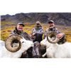 Image 3 : 2017 or 2018 Horseback Dall Sheep Hunt in Alaska
