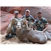 Image 2 : 2017 Utah Zion Late Desert Bighorn Sheep Conservation Permit