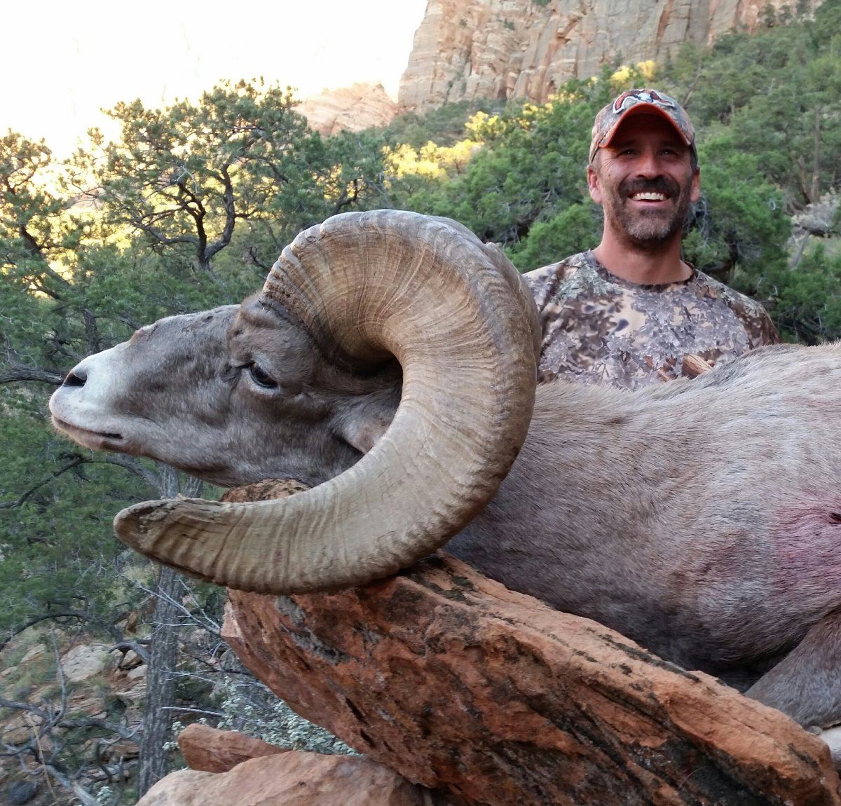 2017 Utah Zion Late Desert Bighorn Sheep Conservation Permit