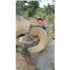 Image 4 : 2017 Utah Zion Late Desert Bighorn Sheep Conservation Permit