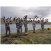 Image 2 : 10-Day Trophy Mountain Caribou at Arctic Red Outfitters for (2) Hunters