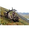 Image 3 : 10-Day Trophy Mountain Caribou at Arctic Red Outfitters for (2) Hunters