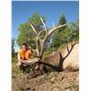 Image 3 : 2017 Utah Fillmore, Pahvant Landowner Elk Conservation Permit - Hunter’s Choice