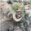 Image 2 : 2017 Utah Kaiparowits, East Escalante Desert Bighorn Sheep Conservation Permit