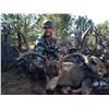 Image 2 : 7-Day Fully Outfitted Arizona Mule Deer/ Coues Deer Hunt for One (1) Hunter