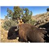 Image 3 : 2017 Utah Statewide Bison Conservation Permit