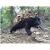 Image 2 : 2017 Utah Statewide Bear Conservation Permit