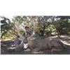 Image 3 : 2017 Utah Henry Mtns Deer Landowner Permit Hunters Choice