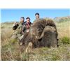 Image 1 : Greenland Musk Ox and Caribou Hunt for One (1) Hunter