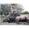 Image 2 : 7-Day Bull Elk Hunt for One (1) Hunter on the Zuni Reservation in New Mexico