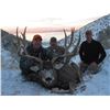 Image 3 : Antelope Island Mule Deer Conservation Permit