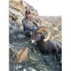 Image 2 : 2017 Utah Nine Mile, Gray Canyon & Jack Creek Rocky Mountain Bighorn Sheep Conservation Permit