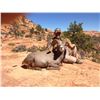 Image 3 : 2017 Utah Statewide Desert Bighorn Sheep Conservation Permit