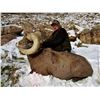Image 2 : Antelope Island California Bighorn Sheep Conservation Permit
