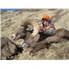 Image 3 : Antelope Island California Bighorn Sheep Conservation Permit