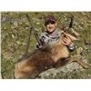 Image 1 : IBEXHUNTSPAIN: 4-Day Pyrenean Chamois Hunt for One Hunter in Spain - Includes Trophy Fee