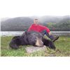 Image 1 : CIRCLE M OUTFITTERS: 5-Day Black Bear and Wolf Hunt for One Hunter in British Columbia - Includes Tr